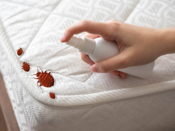 Best Residential Pest Control  in Vail, AZ